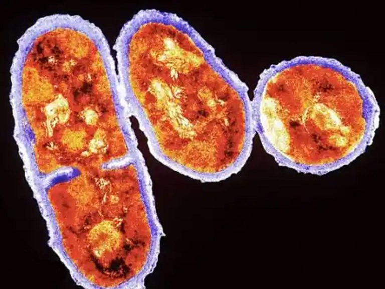 Cutibacterium Acnes
