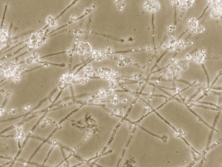 Candida Albicans