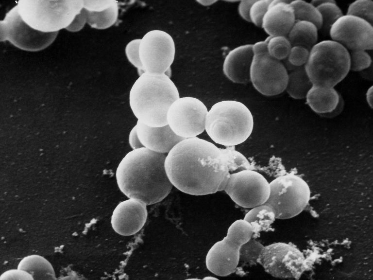 Trichophyton mentagrophytes
