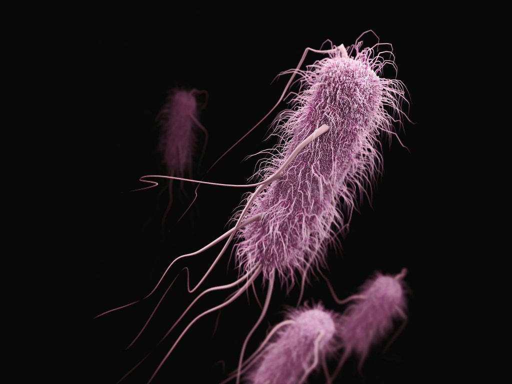 Escherichia coli