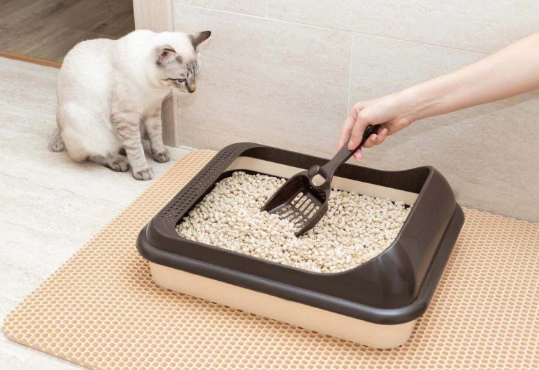 How to Restore Authentic Freshness Around Your Cat Litter Box