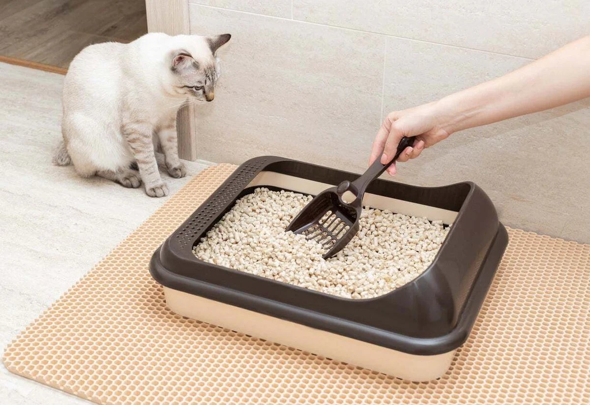How to Restore Authentic Freshness Around Your Cat Litter Box