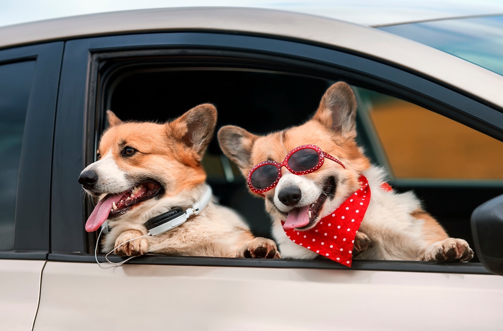 The Ultimate Checklist to Get Pet Odor Out of Car Seats