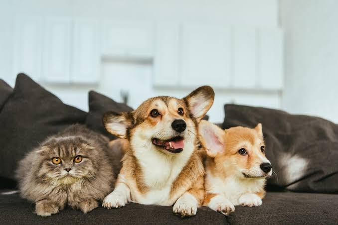 How to Maintain a Fresh Multi-Pet Home with Silver Ion Tech