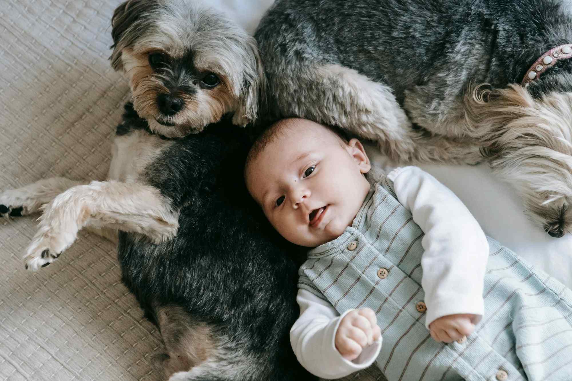 Pets & Toddlers Family-Safe Home Hygiene with Silver Ion Tech