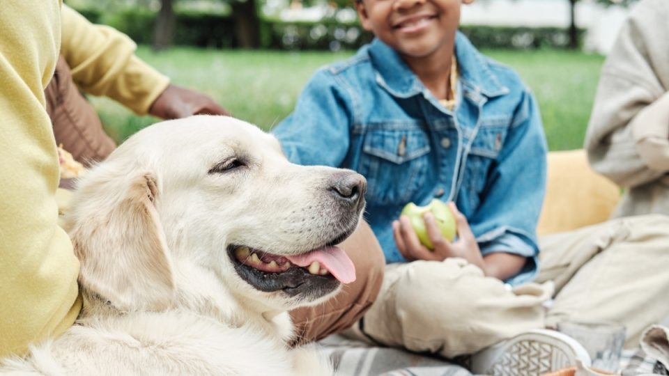 Why Fragrance-Free Odor Elimination is Better for Pet Health
