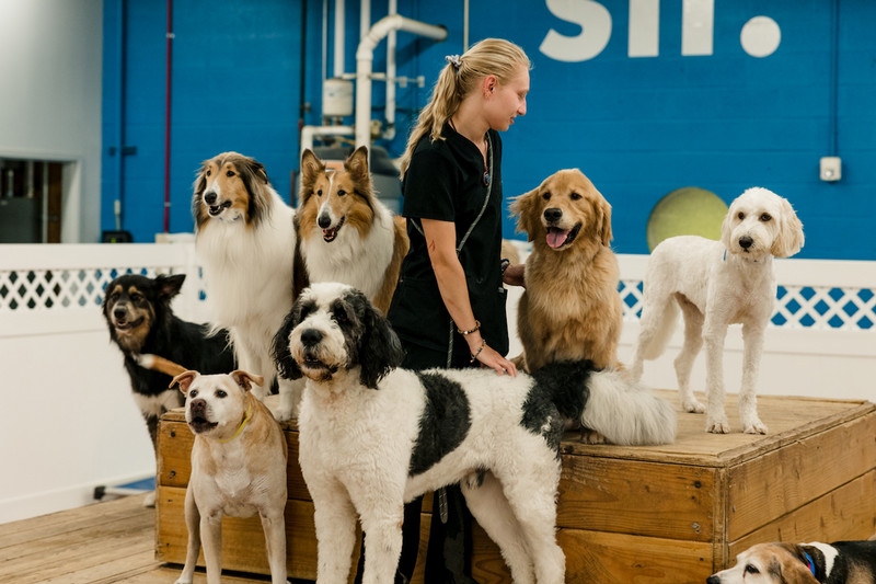 How Eco-Friendly Hygiene Gives Your Doggy Daycare a Competitive Edge