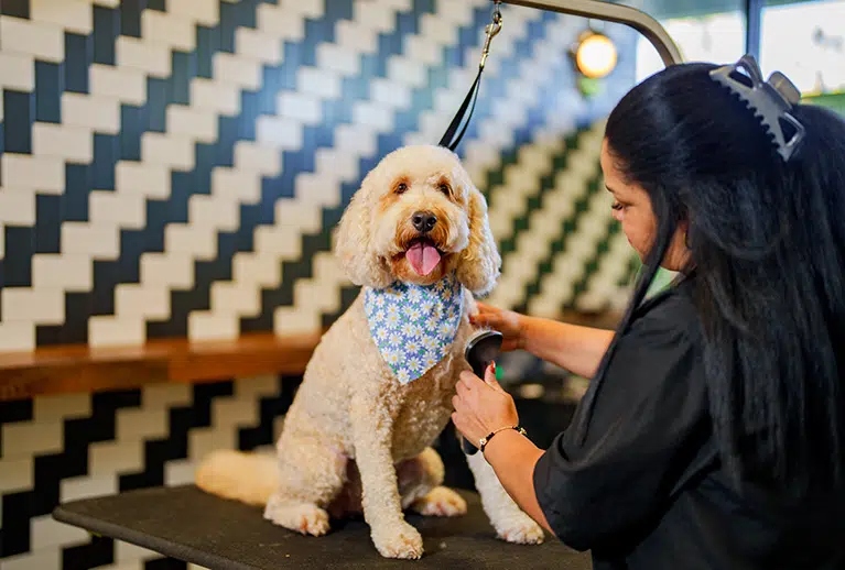 Pet facilities risk client trust when staff become nose-blind
