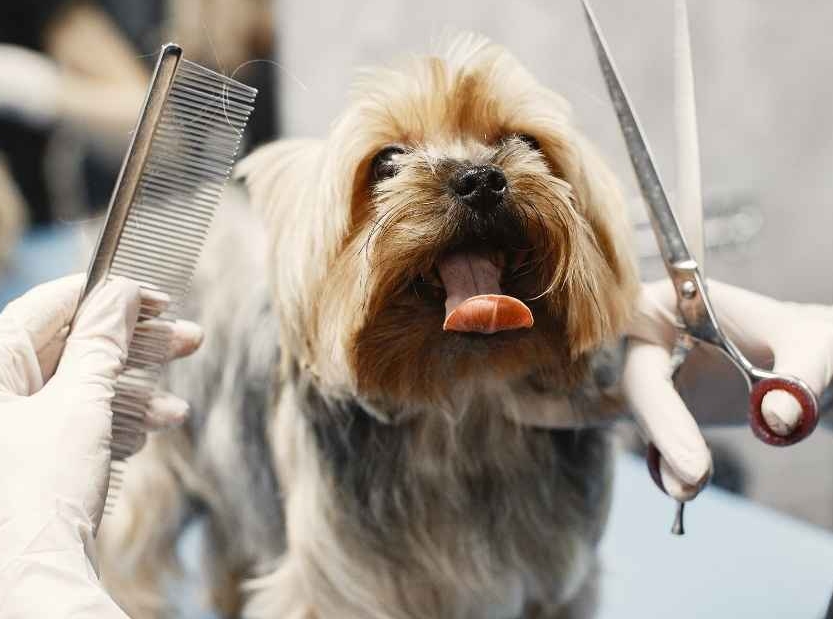Pet grooming tool hygiene reduces odor, residue, and moisture buildup