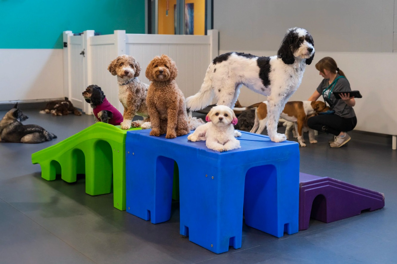 Pet owners prioritize safe, hygienic, and eco-friendly daycare environments