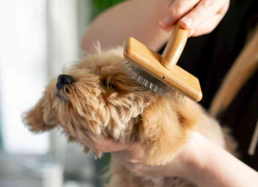 Why Cleaning Your Pet Grooming Tools Matters for Everyday Hygiene